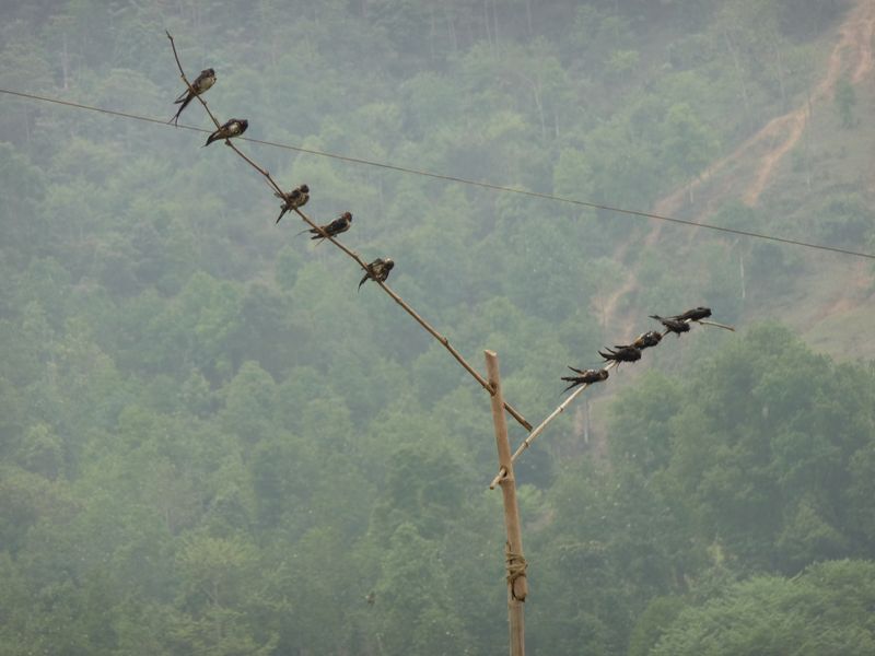 Appeaux pour la chasse aux hirondelles - Hmong