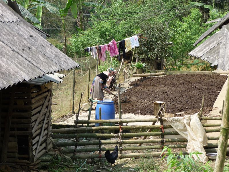 Hmong - Séchage de l'engrais