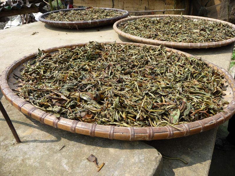 Hmong - Séchage du thé