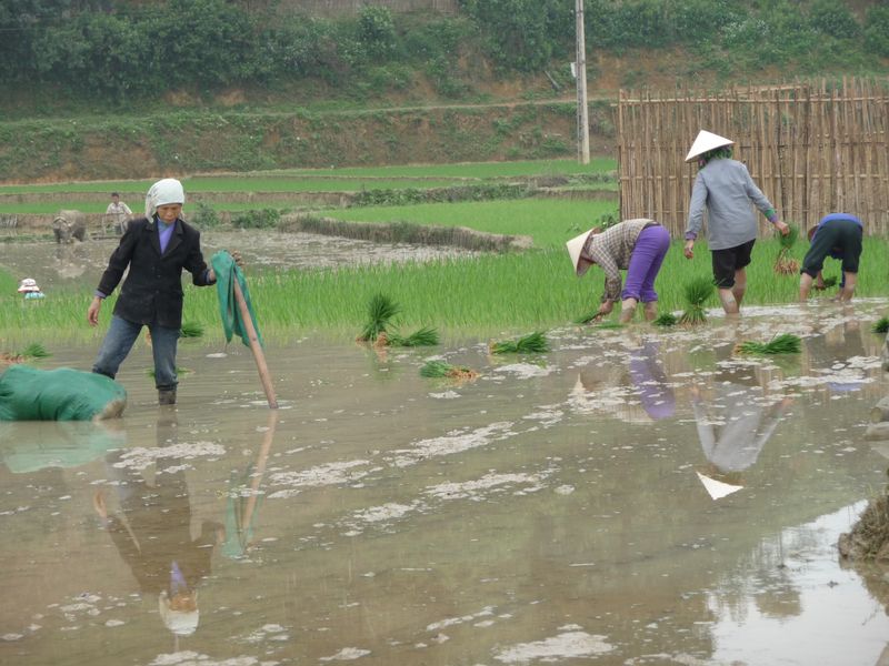 Repiquage dans les rizières